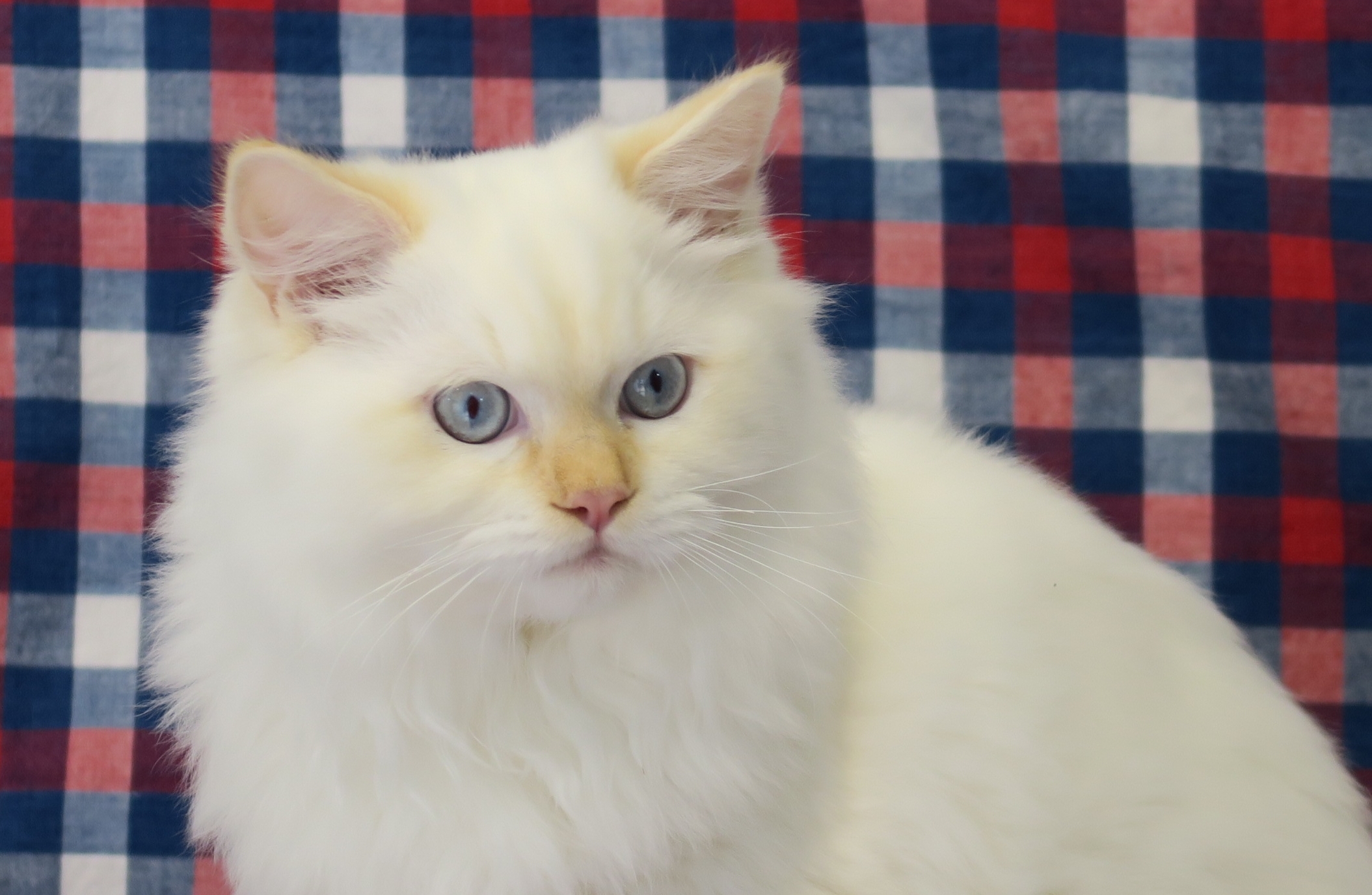 Nos Ragdoll Roux ou Red Couleur orange de nos Ragdolls